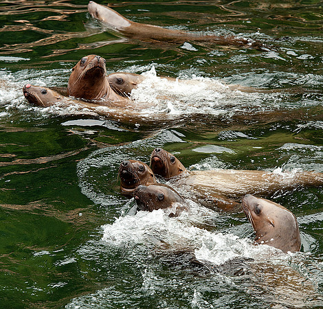 Stella Sea Lions in the Clarence Strait