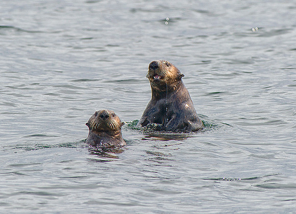 Sea Otters into Frederick Sound