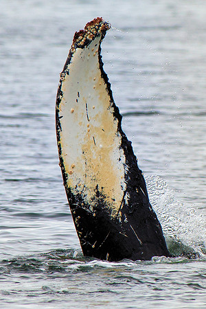 Humpback whale fin