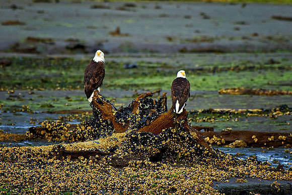 Two Bald Eagles rest onshore