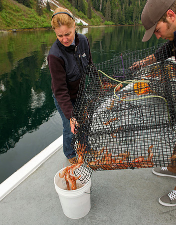 Fishing for shrimps,