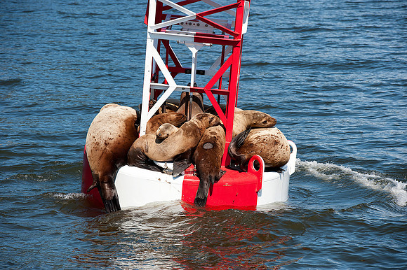 Seals on a navigation bouy outside Petersburg