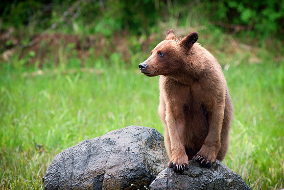 Brown Bear in the Tracey Arm Fords Terror Wilderness Area