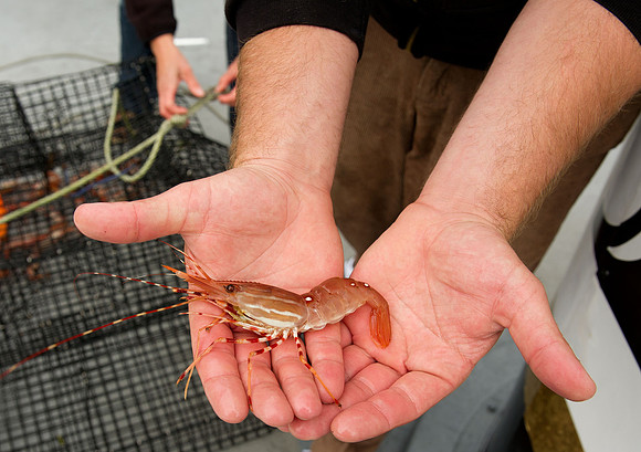 Fishing for shrimps,