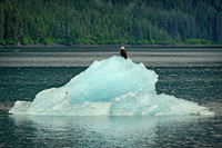 Bald Eagle on Iceberg in Endecott Arm