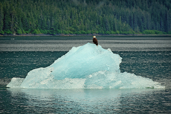 Bald Eagle on Iceberg in Endecott Arm