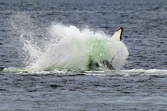 Humpback whale fin slapping
