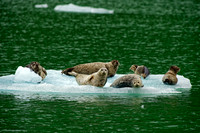 Ice Seals in Endecott Arm