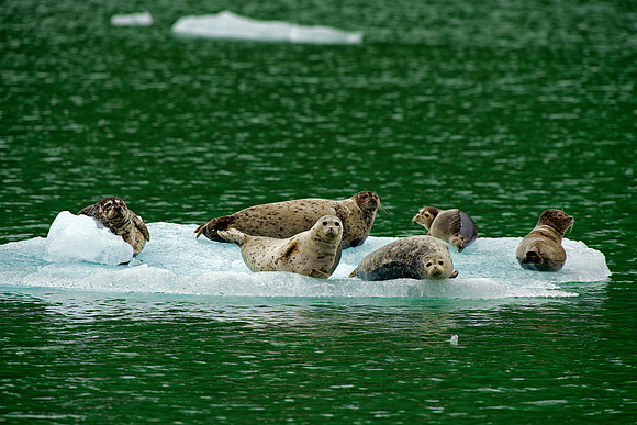 Ice Seals in Endecott Arm