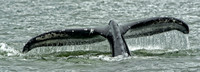 Humpback whale tail  in Stephens Passage