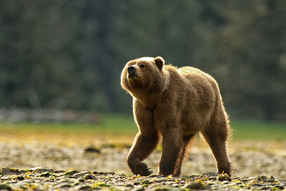 A Brown Bear pays us a visit