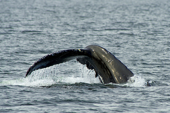 Humpback whale tail  in Stephens Passage