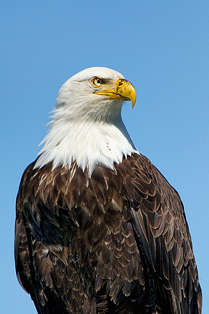 Bald Eagle on a Navigation Bouy