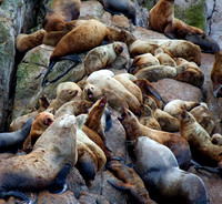 Stella Sea Lion Rookery