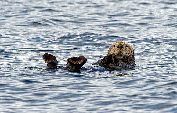 Sea Otter into Frederick Sound