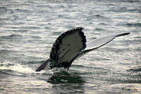 Humpback whale tail  in Stephens Passage