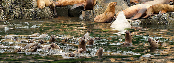 Stella Sea Lions in the Clarence Strait