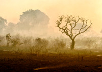 After the bushfire passes
