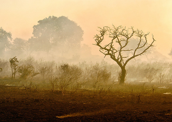 After the bushfire passes