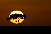 Sunrise in the Masai Mara