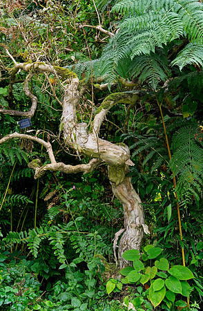 Water Garden Longstock 0139