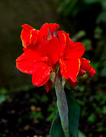 Canna Lily, Water Garden Longstock.0172