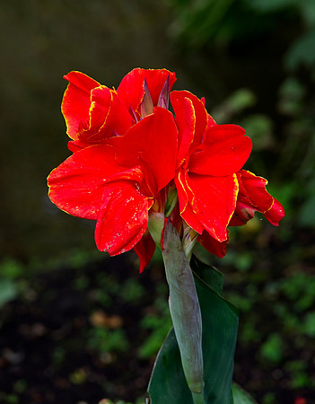 Canna Lily, Water Garden Longstock.0172