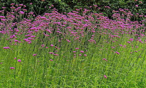 Water Garden Longstock 0233