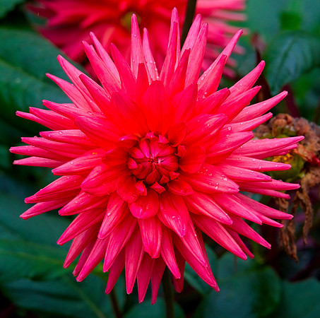 Dahlia,  Water Gardens Longstock.0242