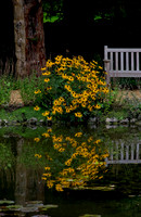 Rudeuekia - Water Garden Longstock 0151