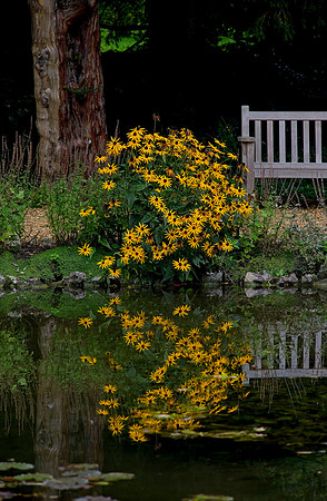 Rudeuekia - Water Garden Longstock 0151