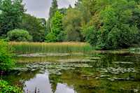 Water Garden Longstock.0001