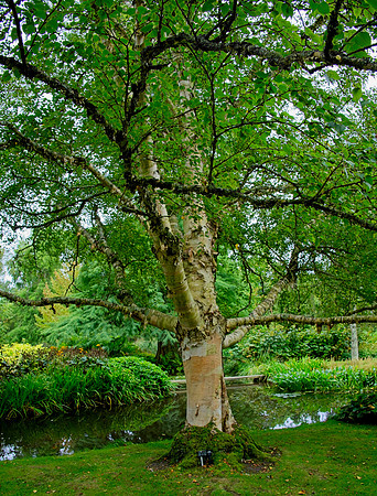 Birch Tree, Betula Ermanii, Water Garden Longstock 0307