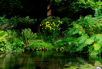 Water Garden Longstock.0048