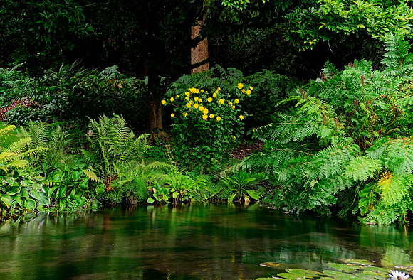 Water Garden Longstock.0048