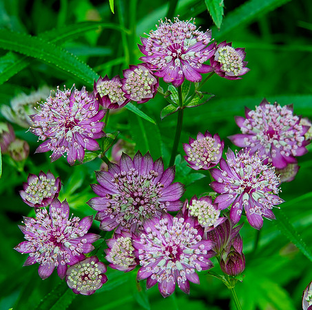 Master Wort, Water Garden Longstock 0296