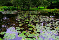 Water Garden Longstock 0067