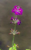 Candllerabra Primula 0014