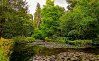 Water Garden Longstock 0025