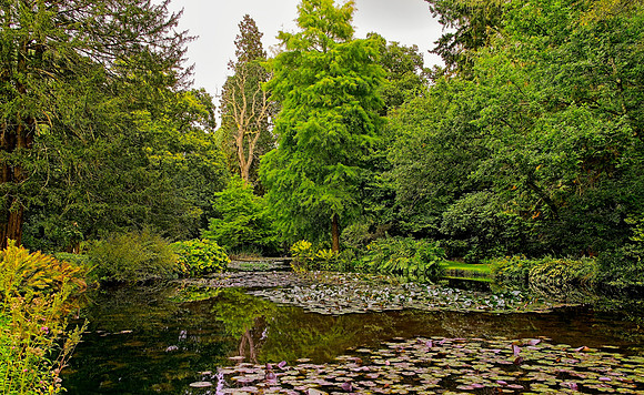Water Garden Longstock 0025