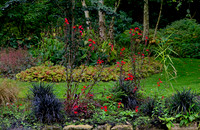 Water Garden Longstock 0162