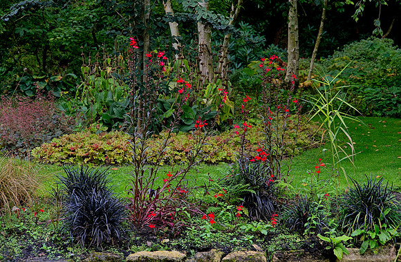 Water Garden Longstock 0162