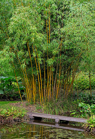 Bamboo, Water Garden Longstock 0204