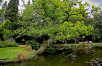 Water Garden Longstock 0156