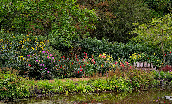 Water Garden Longstock 0221