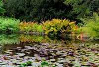 20230912 Water Garden Longstock 0079
