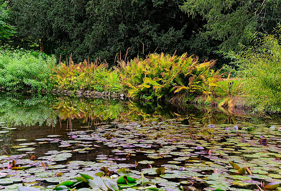 20230912 Water Garden Longstock 0079