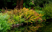 Ferns,  Water Garden Longstock 0028 1