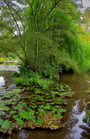 Water Garden Longstock 0179