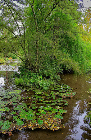 Water Garden Longstock 0179